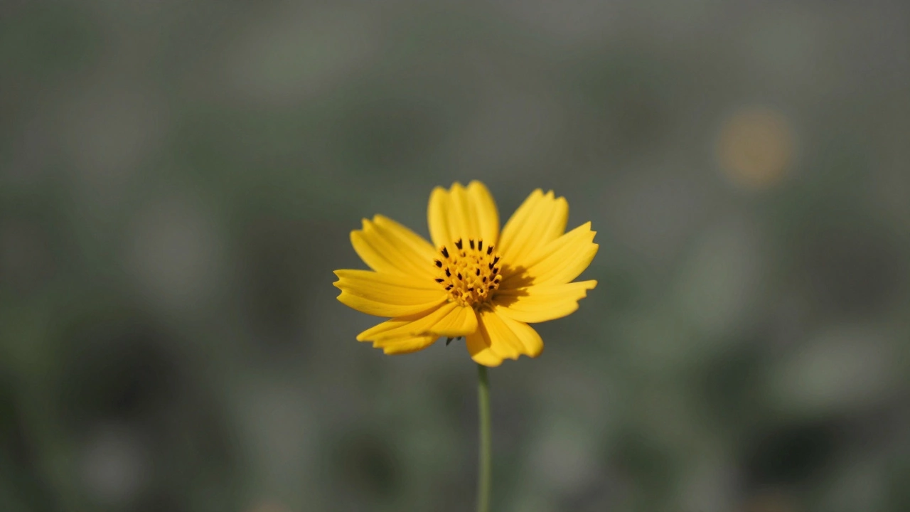 Sharp wildflower in focus against blurred background illustrating emphasis and proportion.